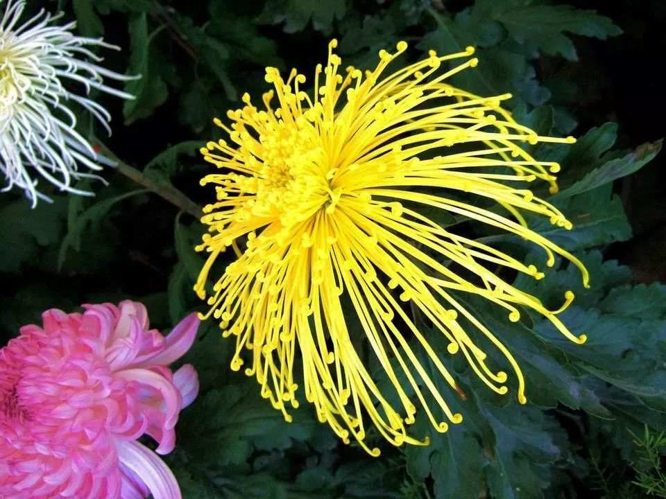 重陽賞菊，正好以此詩書畫下酒！