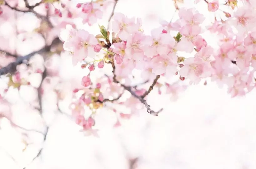 名家示范 | 品讀梅花真趣，欣賞筆墨真意